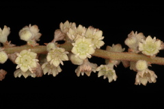 Gouania microcarpa